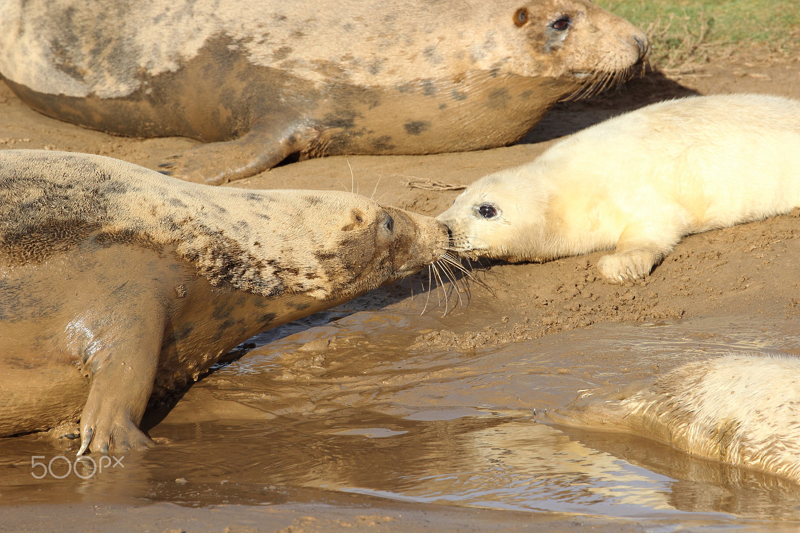 Canon EF 70-300mm F4-5.6L IS USM sample photo. Seal pup and mum nose to nose photography