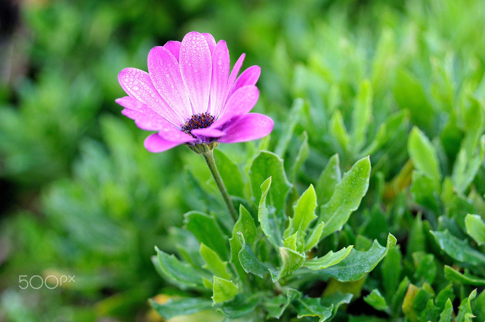 Sigma 24-70mm F2.8 EX DG HSM sample photo. Gift of nature photography