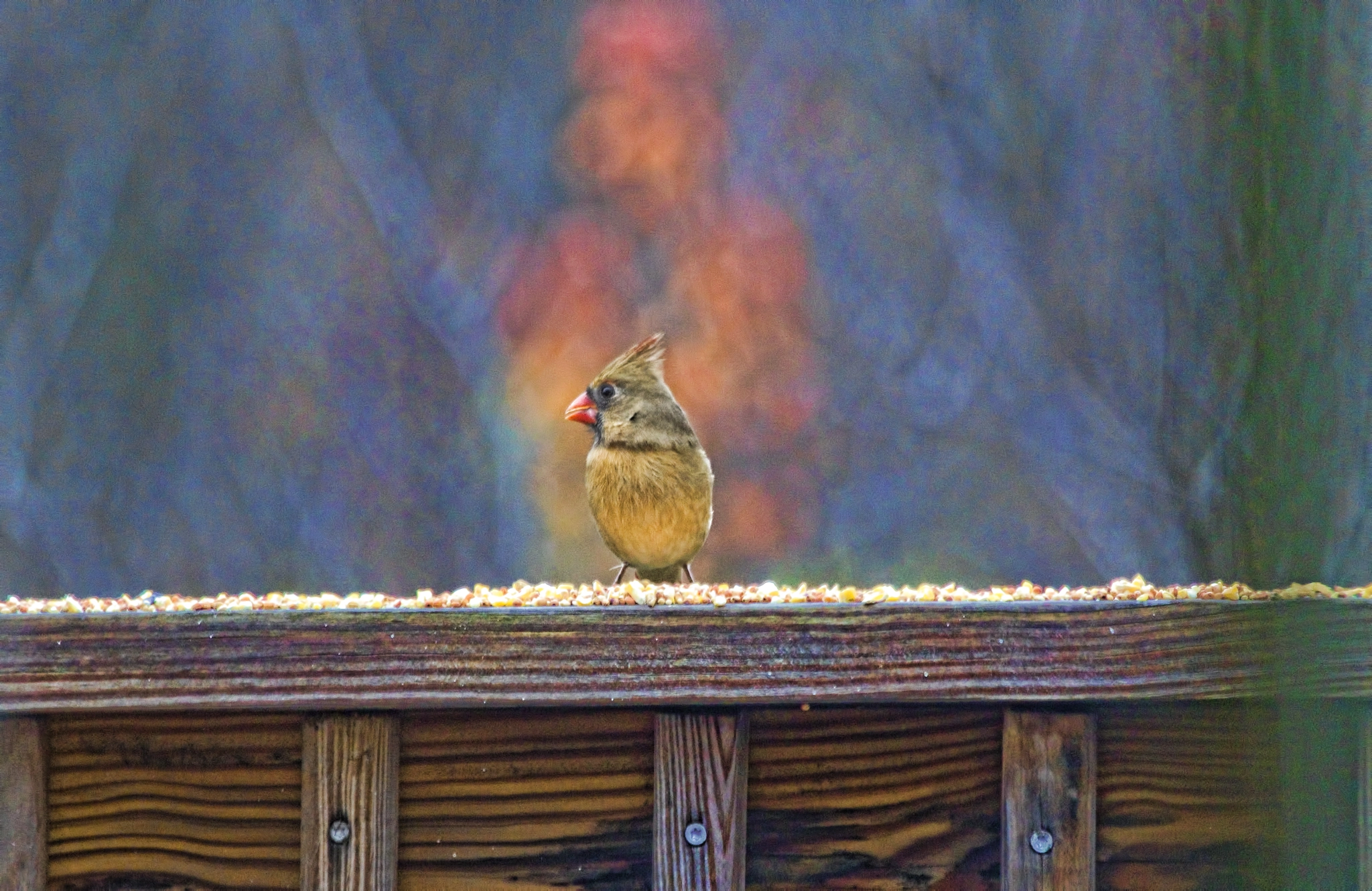 Canon EF 70-300mm F4-5.6 IS USM sample photo. Bird on rail photography