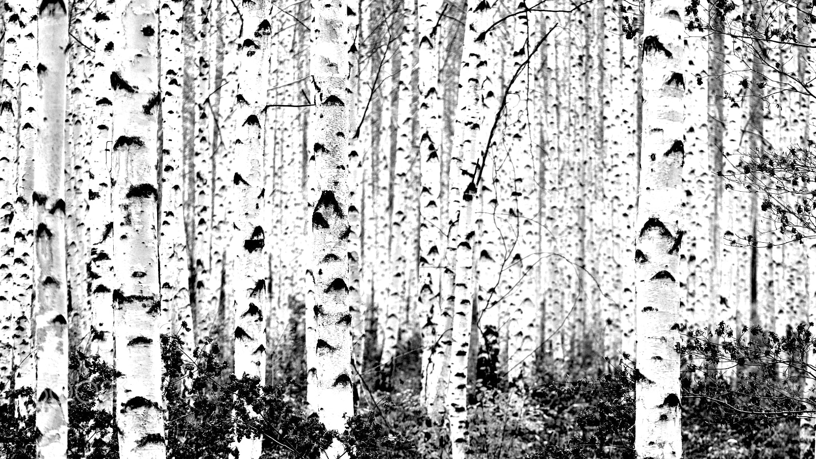 Nikon D750 + Zeiss Milvus 85mm f/1.4 sample photo. White birch at wondaeri korea photography