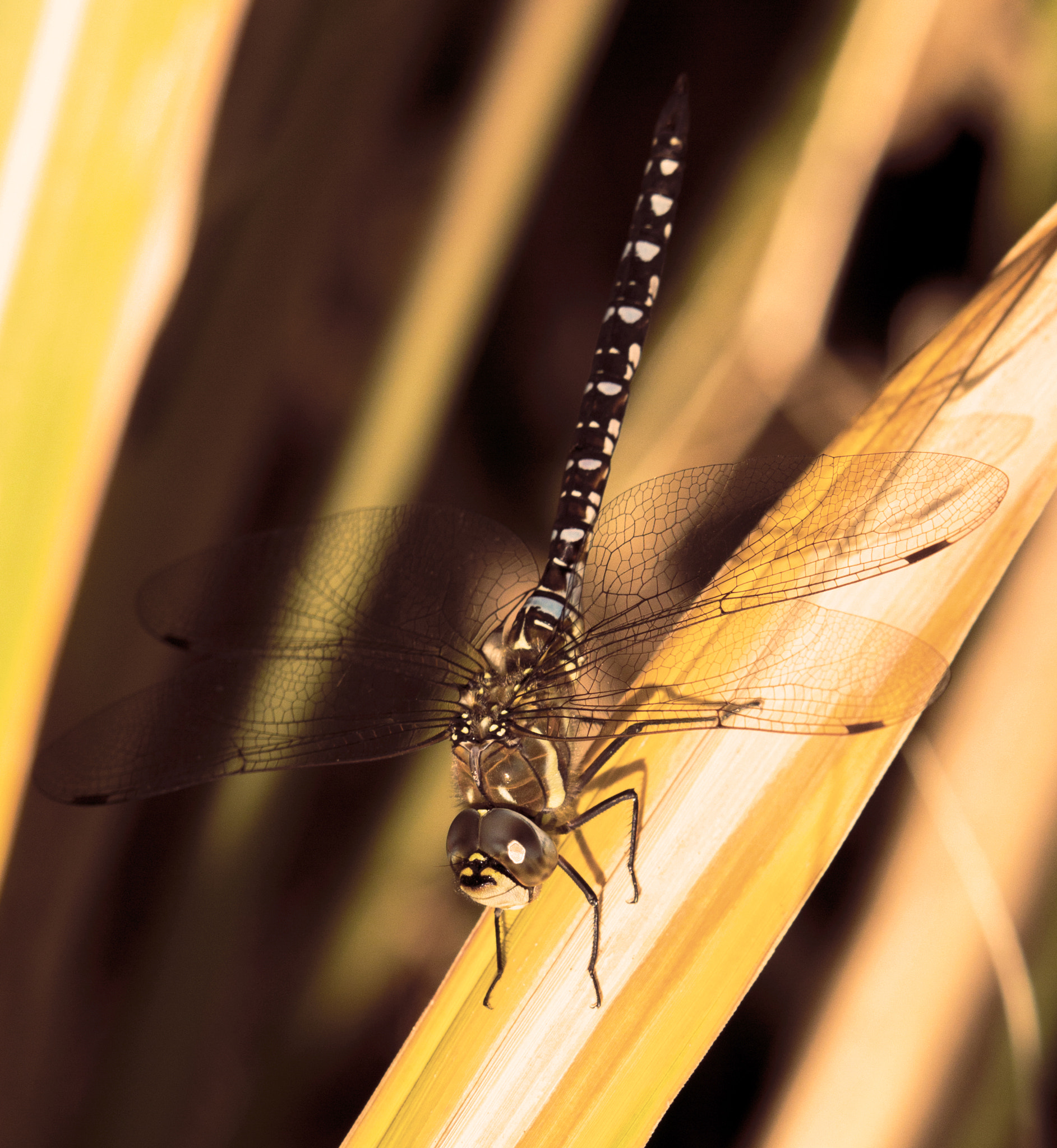 Sigma 50-500mm f/4-6.3 APO HSM EX sample photo. Common hawker photography