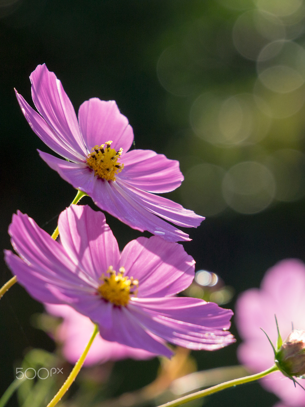 LUMIX G VARIO 35-100/F4.0-5.6 sample photo. Cosmos in morning light photography