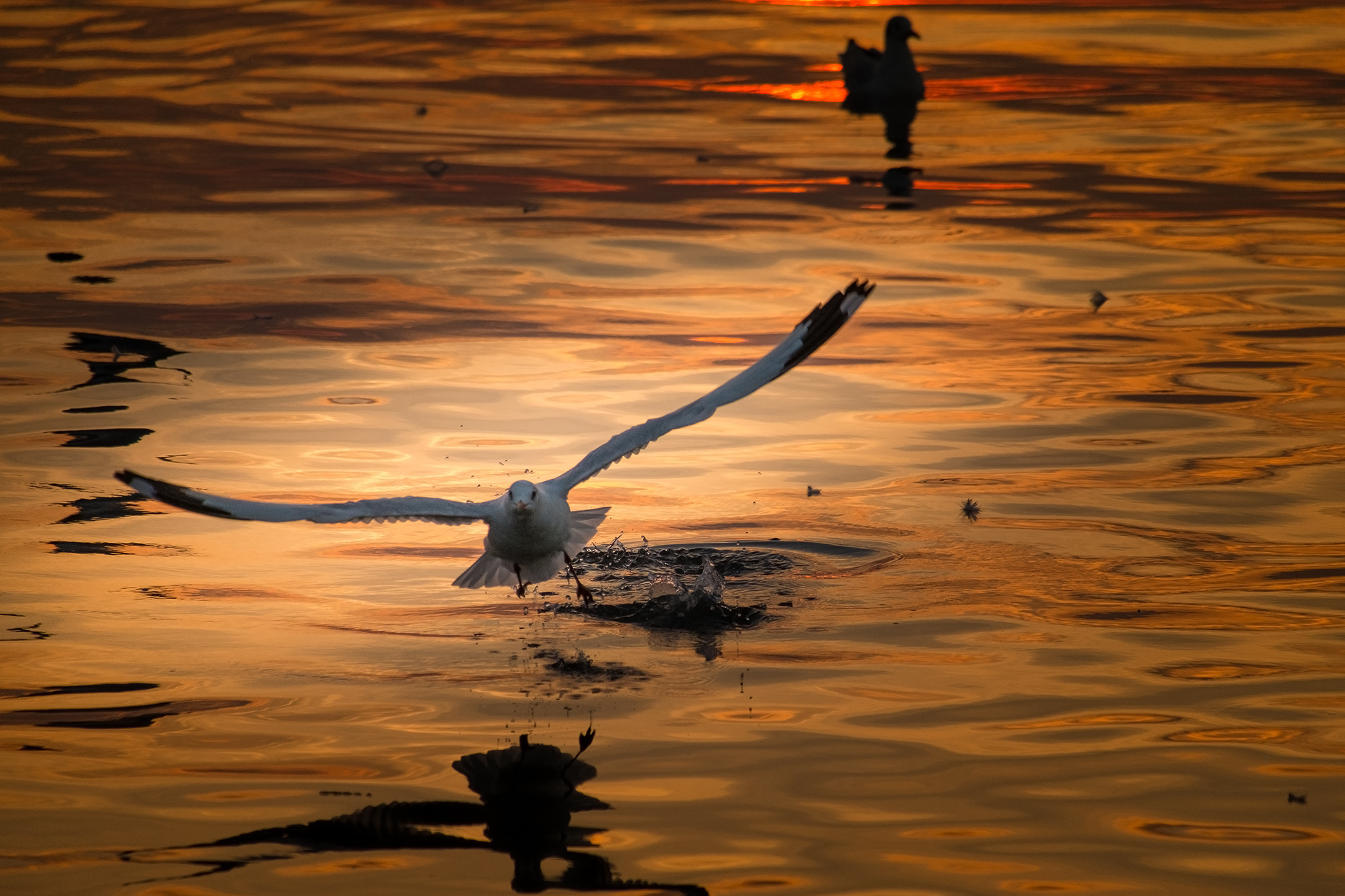 Fujifilm X-M1 + Fujifilm XC 50-230mm F4.5-6.7 OIS II sample photo. Seagull photography