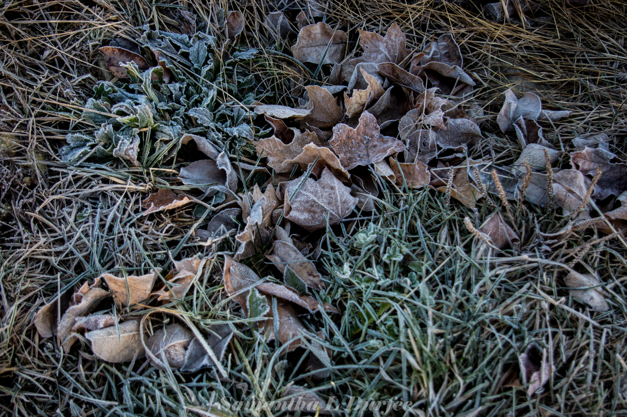 Pentax K-3 sample photo. Frost on leaves photography