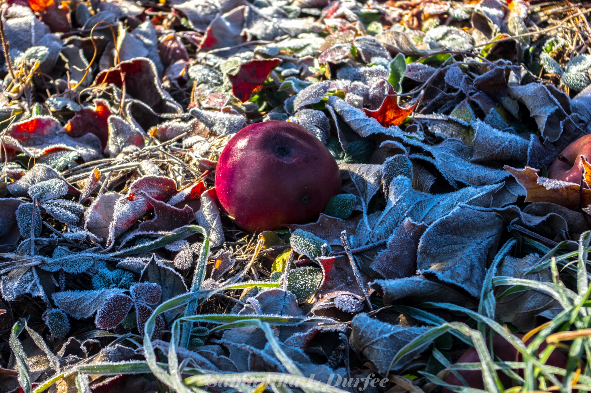 Pentax K-3 sample photo. Red apple photography