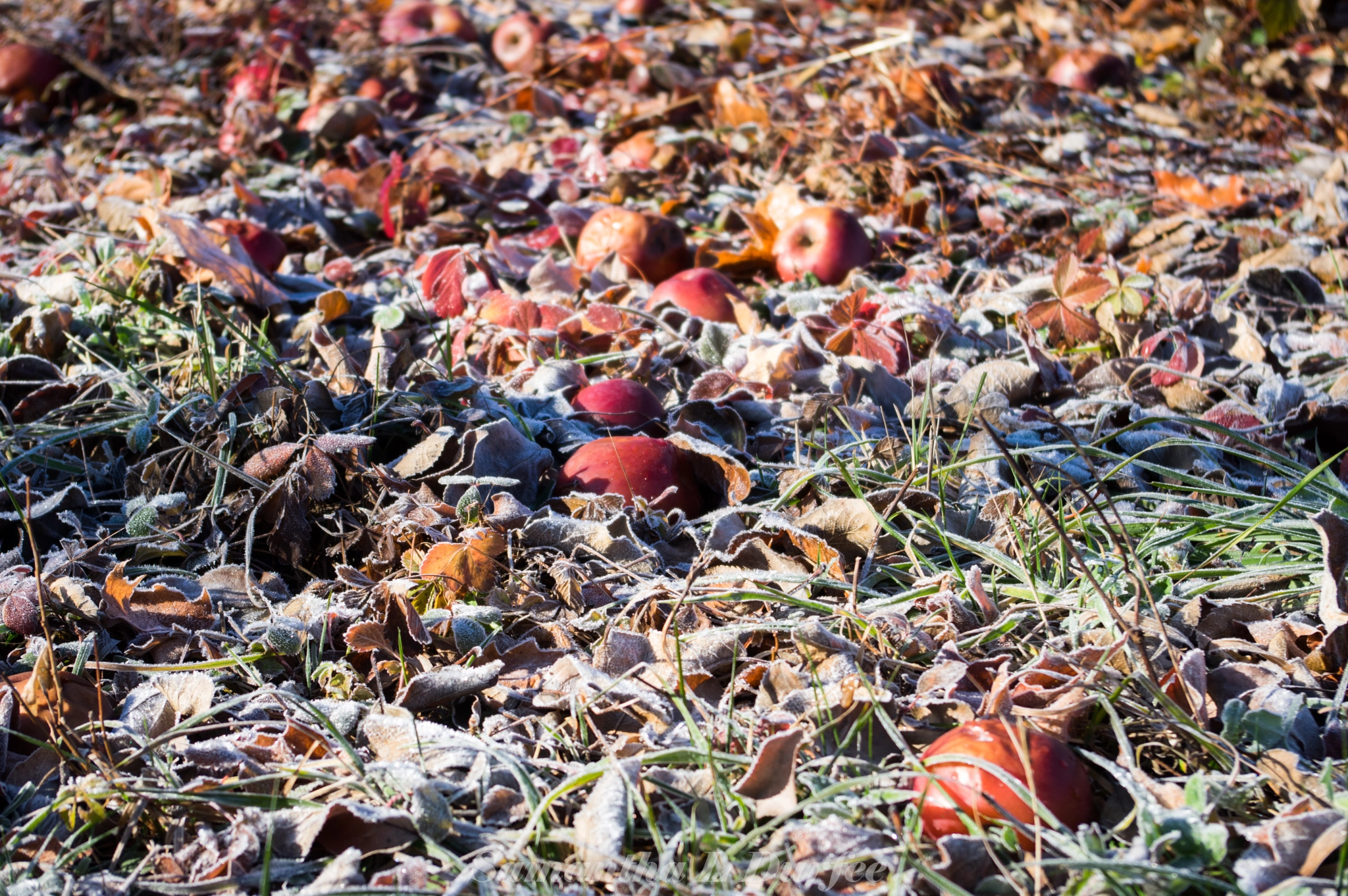 Pentax K-3 + Pentax smc DA 18-55mm F3.5-5.6 AL sample photo. Apples in frost photography