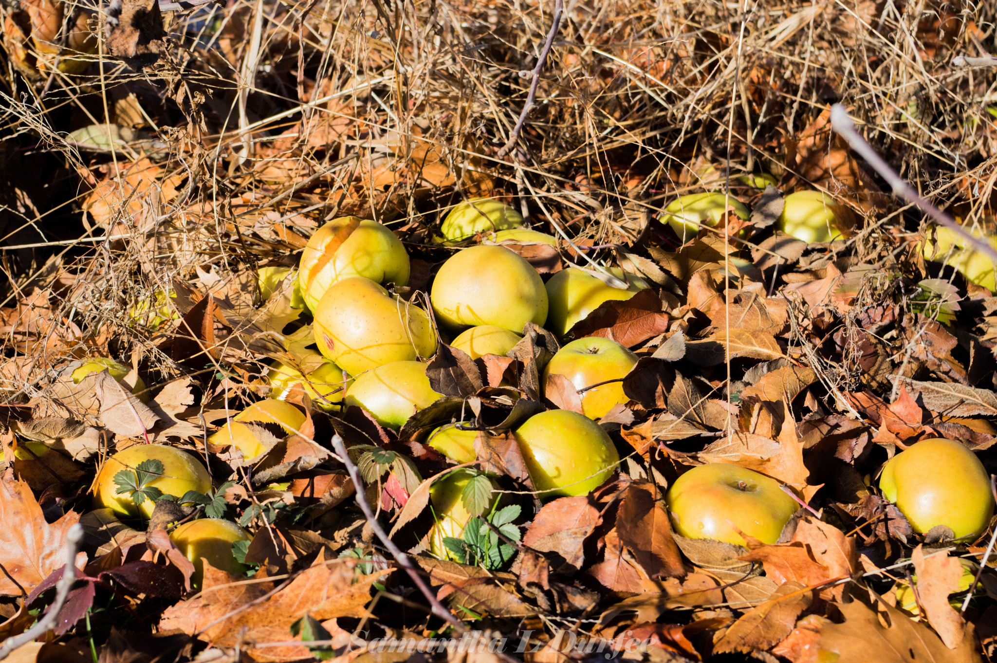 Pentax K-3 sample photo. Golden apples photography