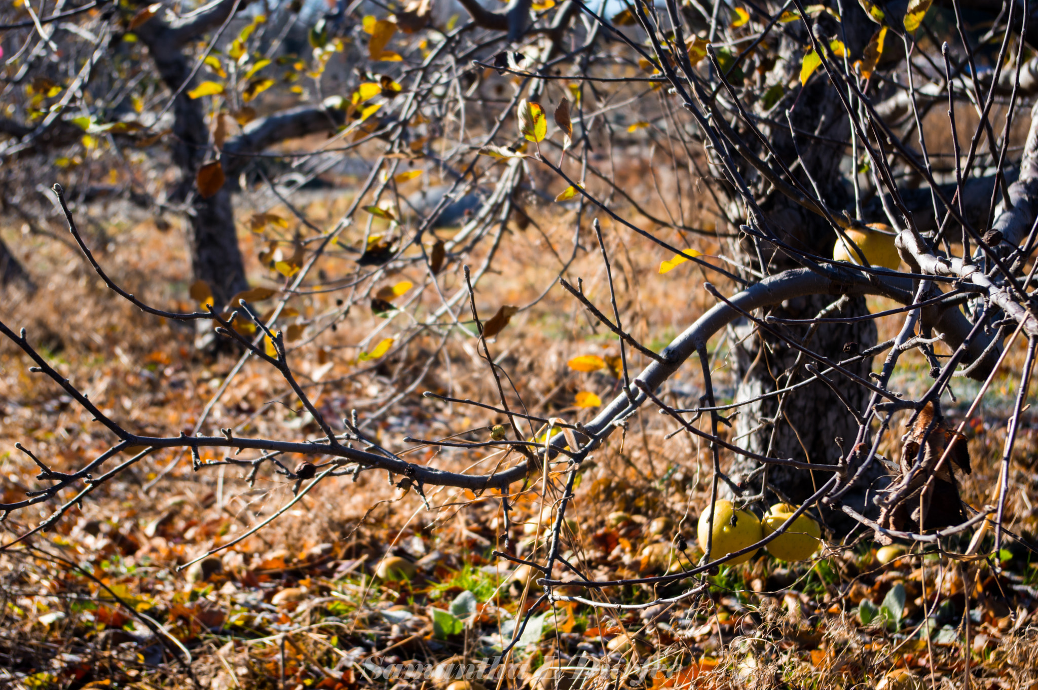 Pentax K-3 sample photo. Hanging fruit photography