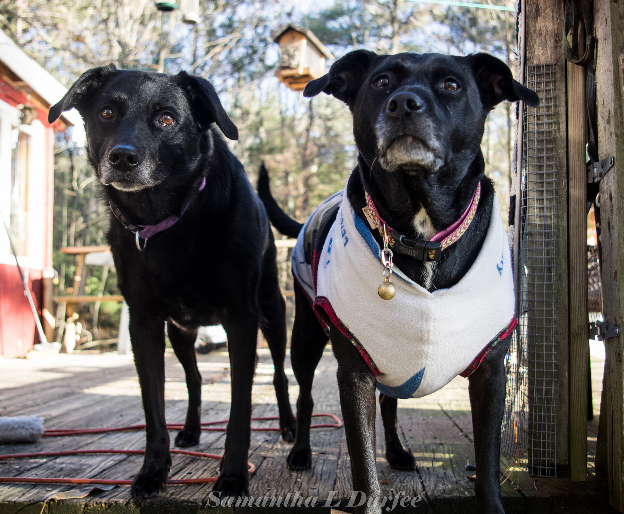 Pentax K-3 + Pentax smc DA 18-55mm F3.5-5.6 AL sample photo. Chloe and zoey photography