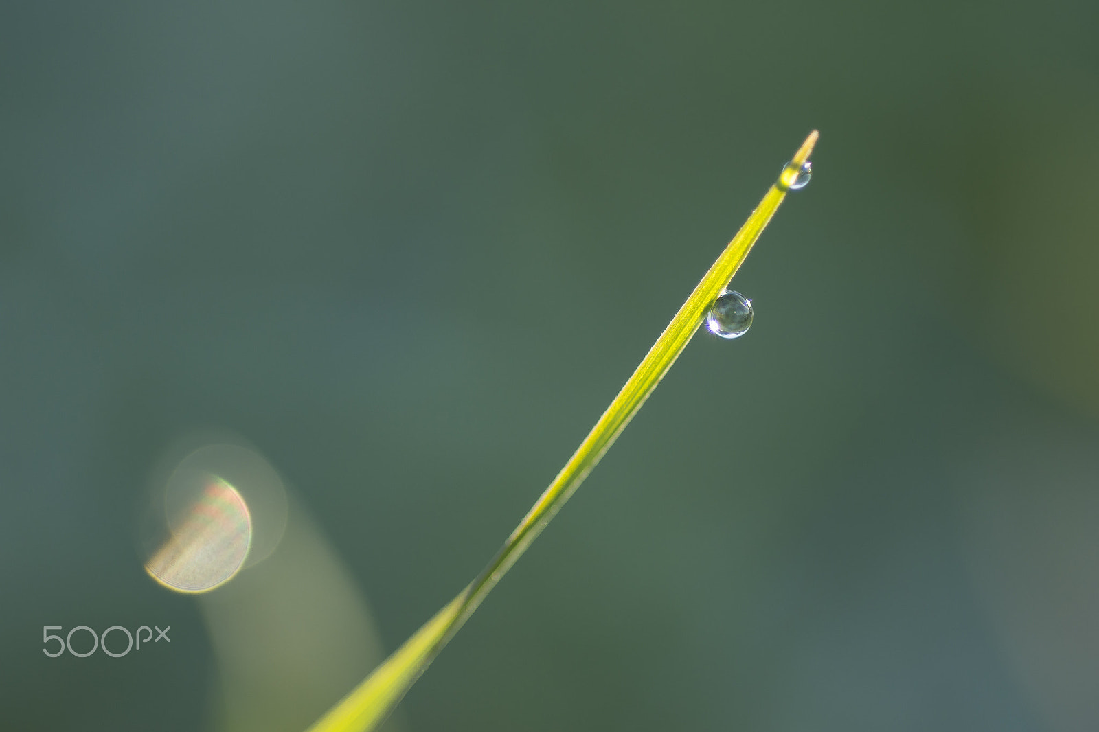 Nikon D7200 + AF Micro-Nikkor 60mm f/2.8 sample photo. Drop of sun photography