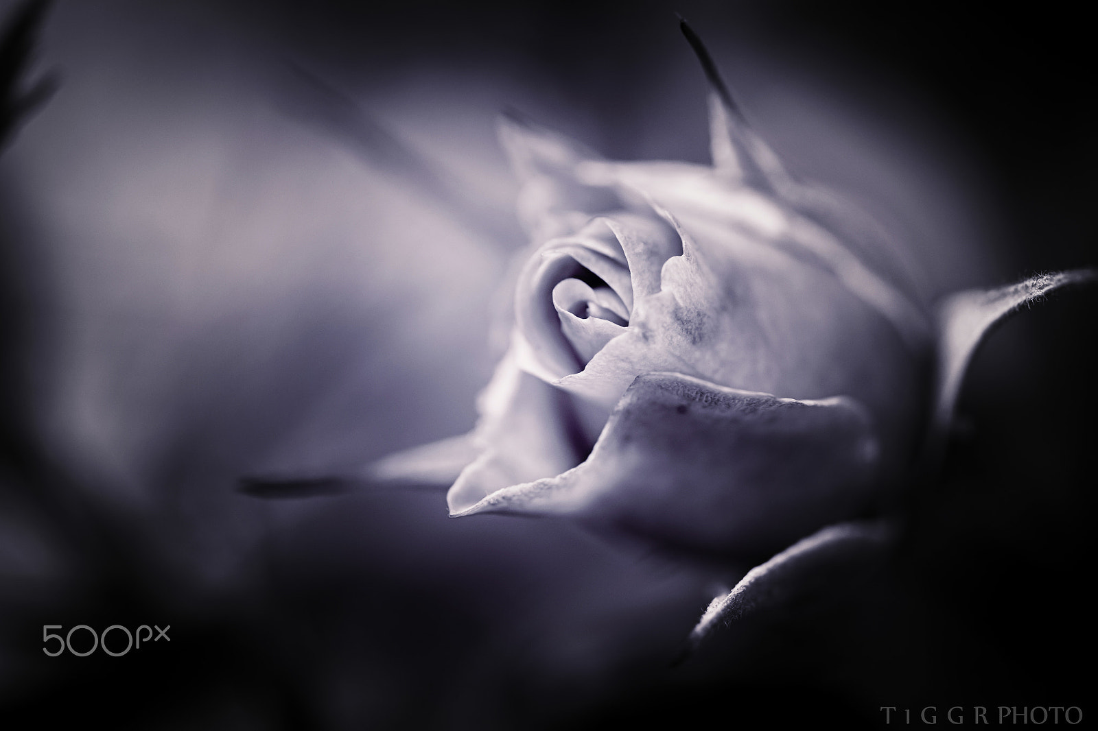 Samsung NX 60mm F2.8 Macro ED OIS SSA sample photo. Beware of the thorns photography