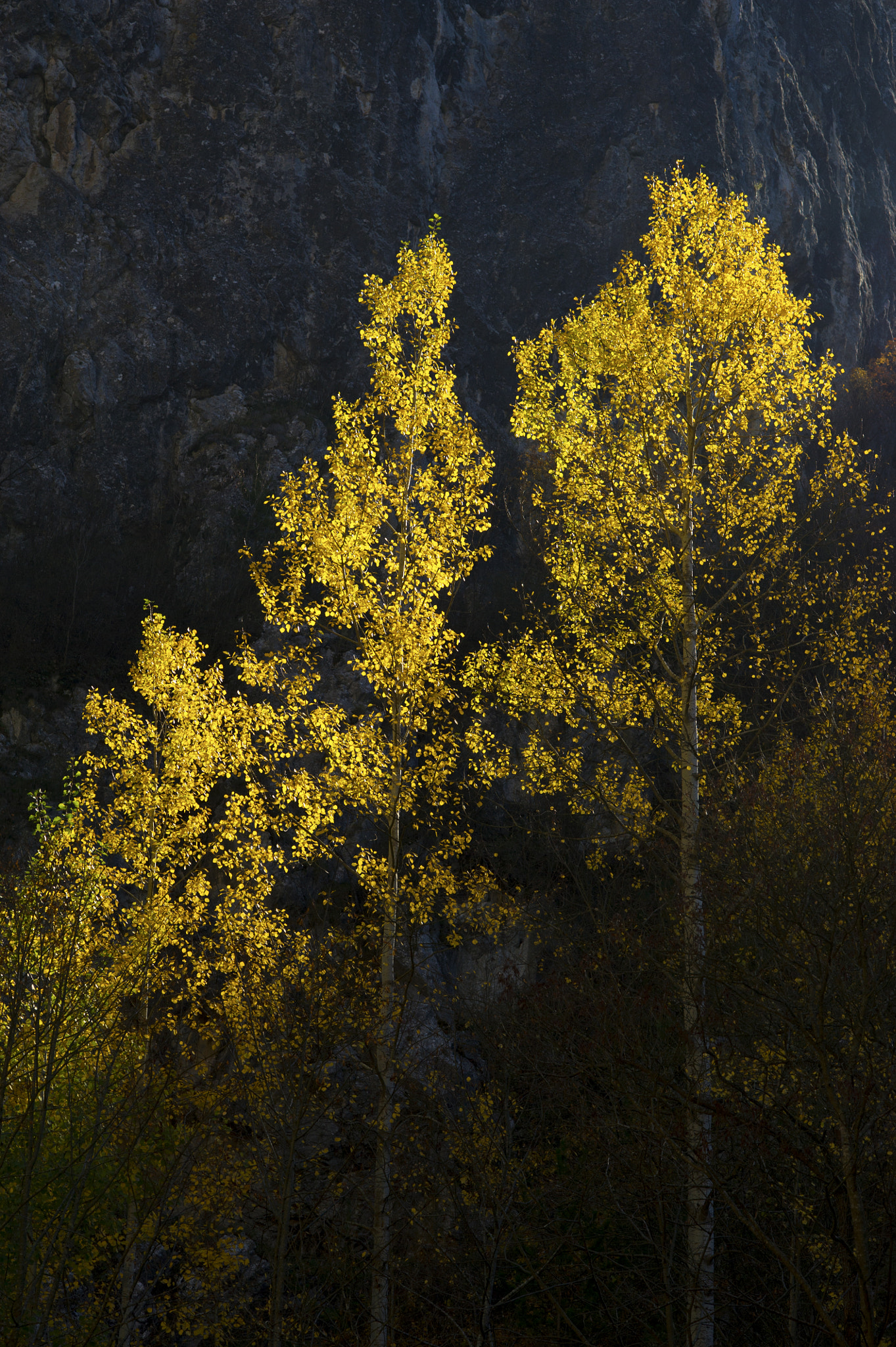 Nikon D3S + Nikon AF Nikkor 85mm F1.8D sample photo. Gold leaves photography