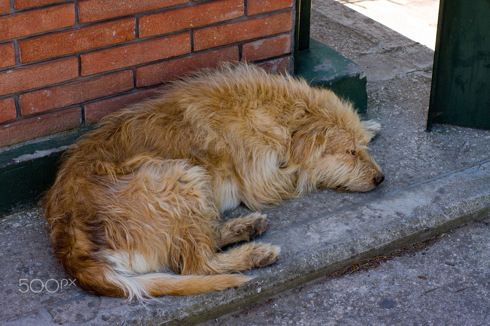 Sony Alpha DSLR-A450 + Sony 50mm F1.4 sample photo. Street dog photography