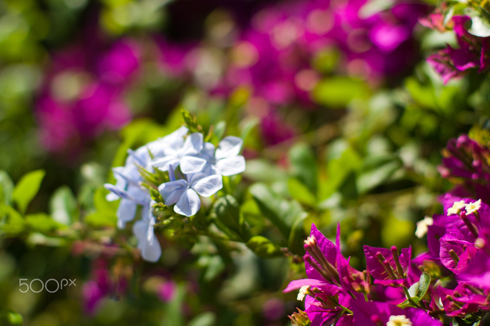 Sony Alpha DSLR-A450 + Sony 50mm F1.4 sample photo. Flowers photography