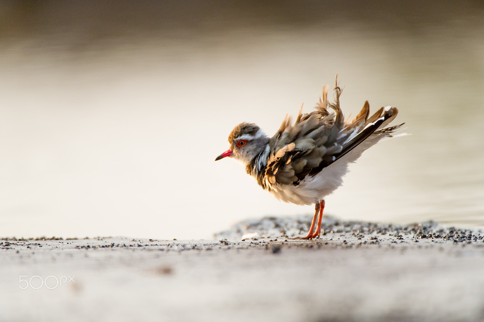 Nikon D3S sample photo. Early morning fluff photography