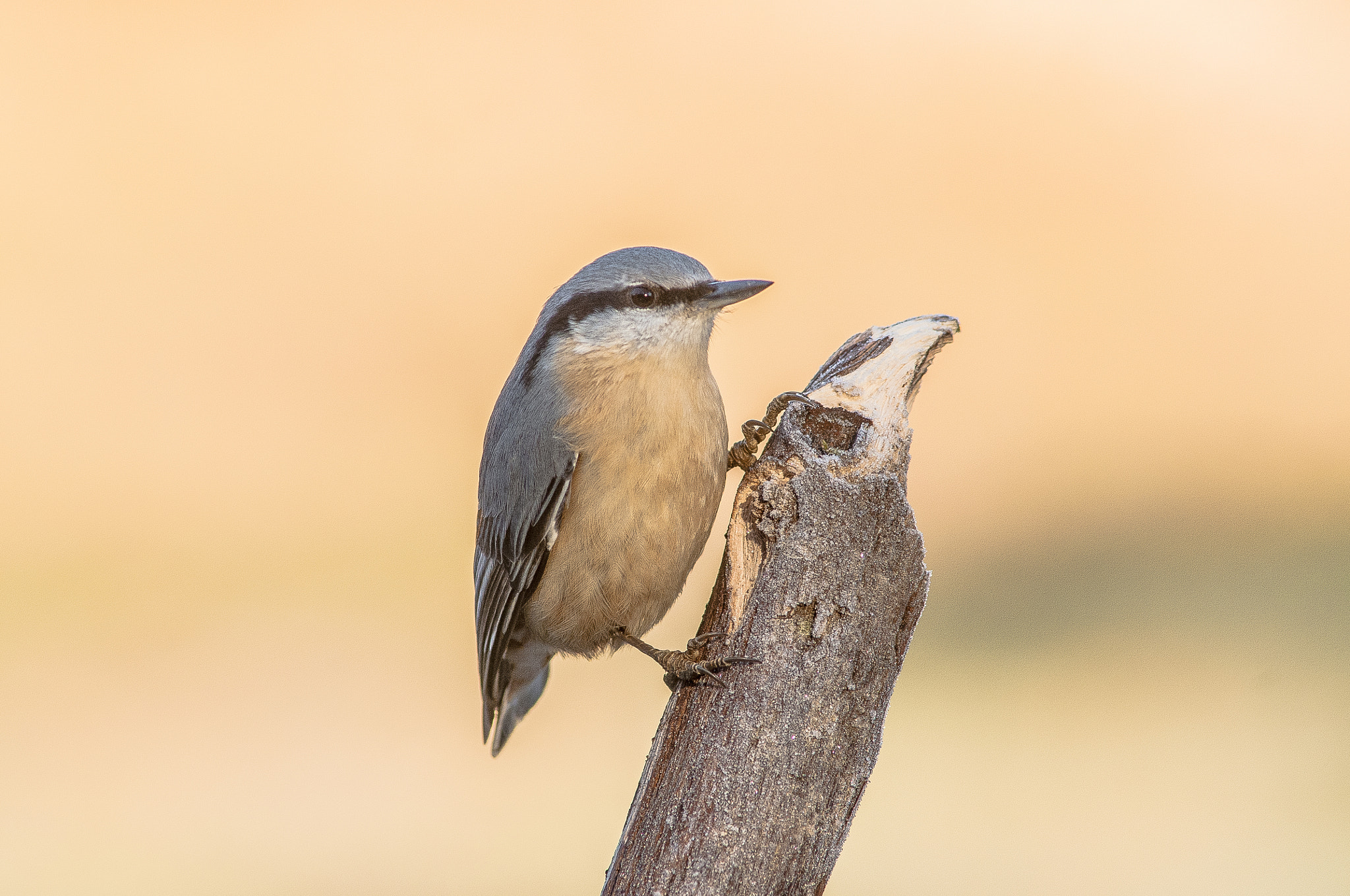 Nikon D300 + AF Nikkor 300mm f/4 IF-ED sample photo. Trepador azul photography