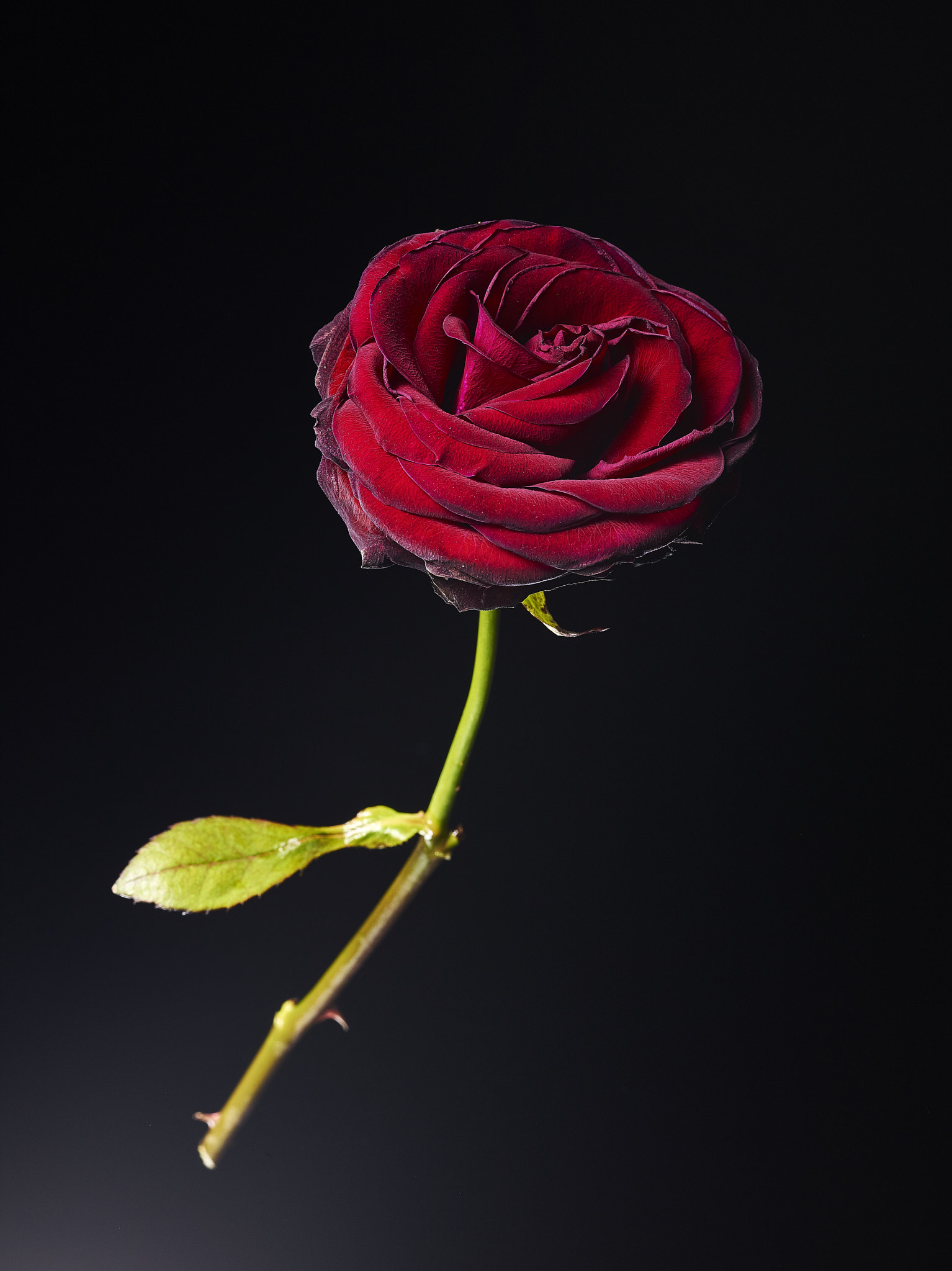 Phase One IQ140 + Schneider LS 120mm f/4.0 sample photo. Red rose photography