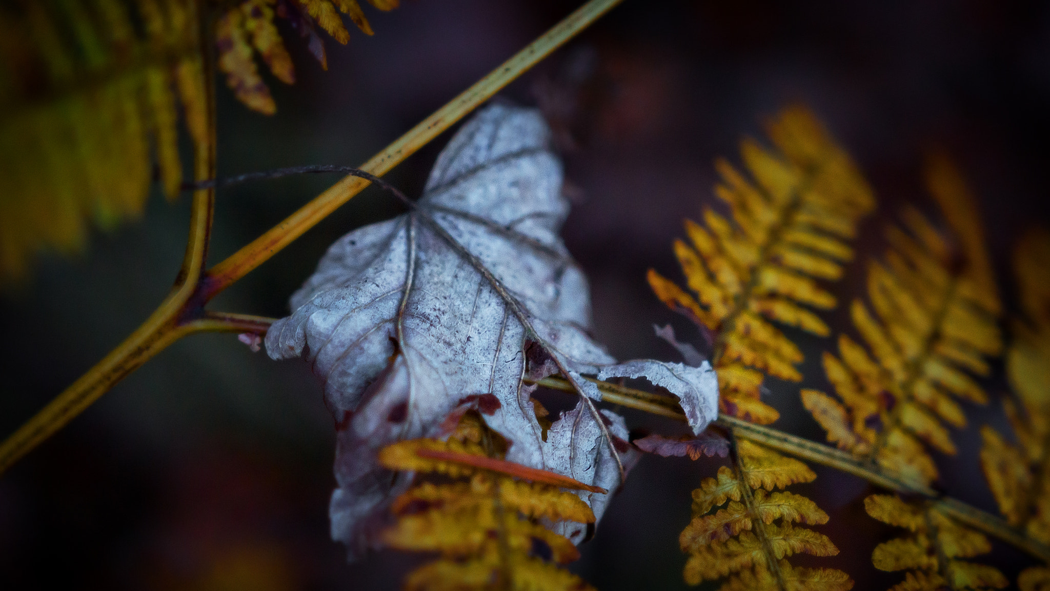 Sony SLT-A77 + Sigma 18-35mm F1.8 DC HSM Art sample photo. Autumn - end of a lifecycle photography