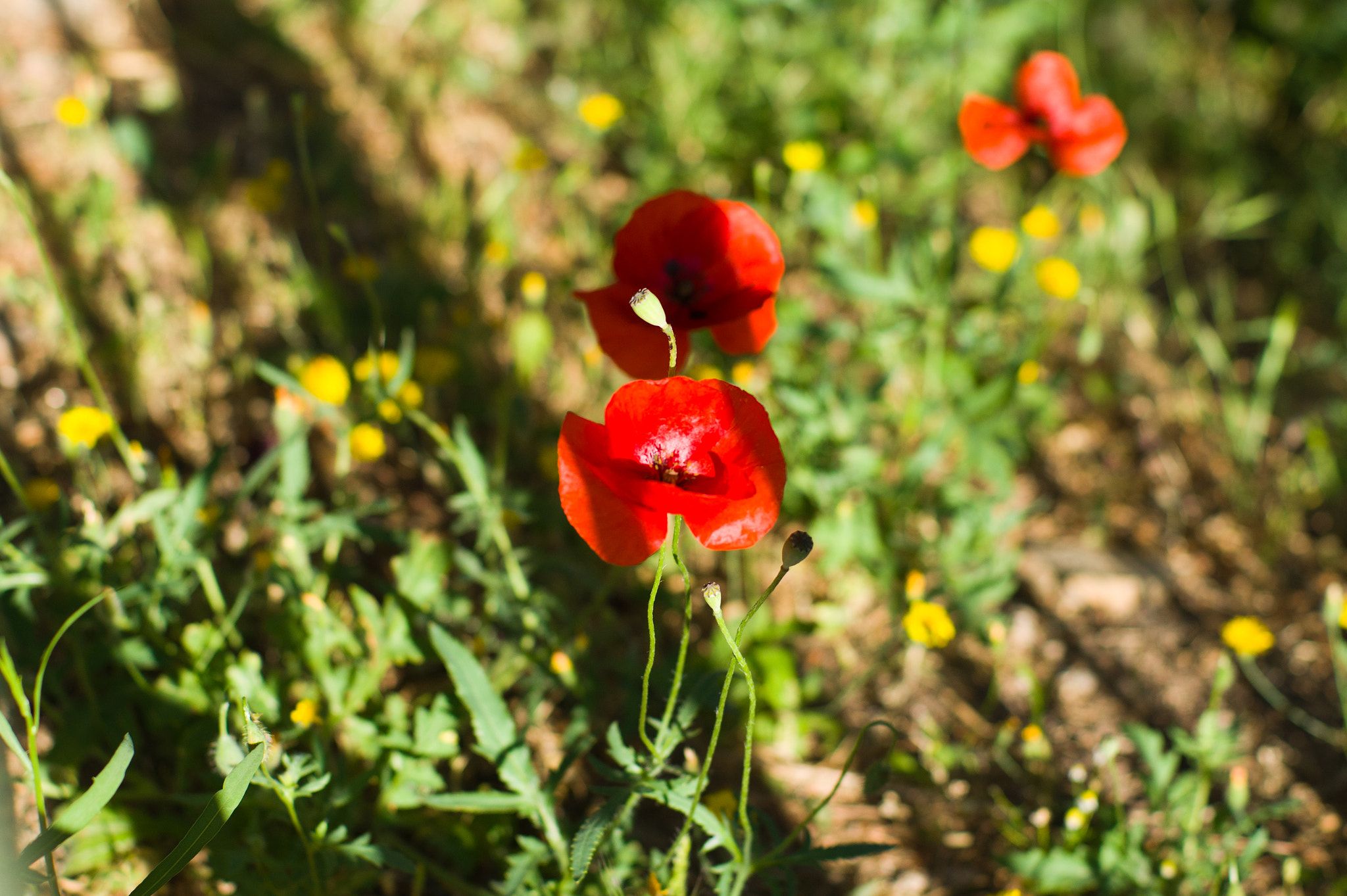 Sony Alpha DSLR-A450 + Sony 50mm F1.4 sample photo. Athens photography