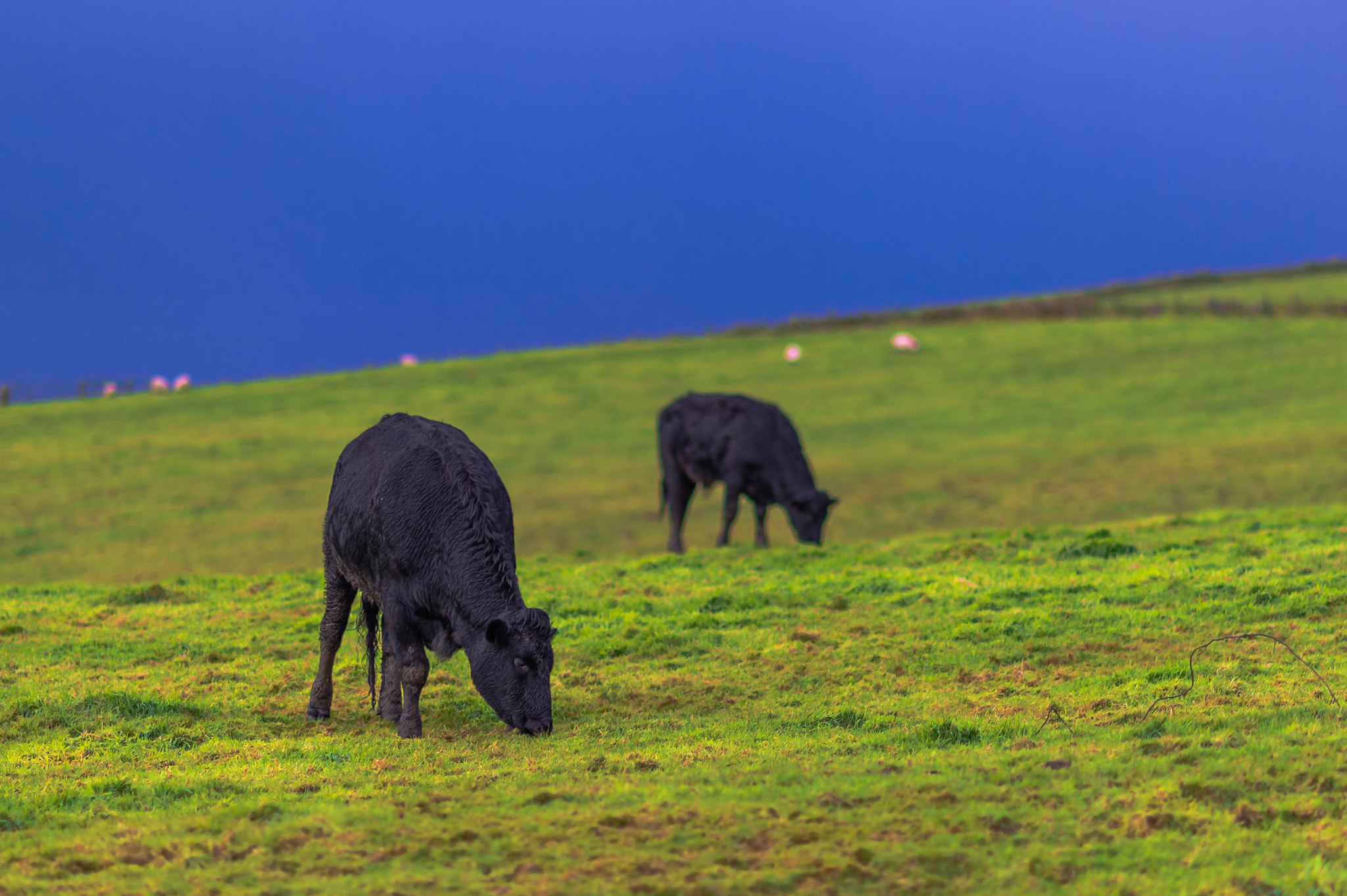 Nikon Df + AF DC-Nikkor 135mm f/2D sample photo. Before the rain comes photography