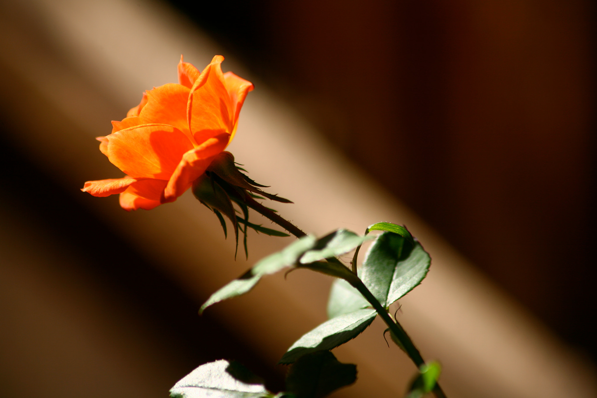 Canon EF 75-300mm F4.0-5.6 IS USM sample photo. Photo photography