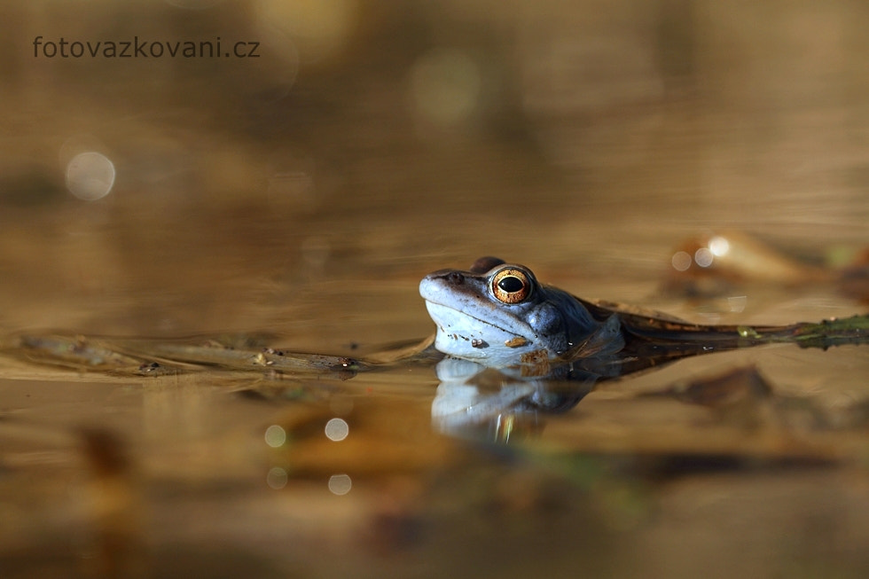 Sigma 150mm f/2.8 EX DG OS HSM APO Macro sample photo. Rana arvalis ,moor frog photography