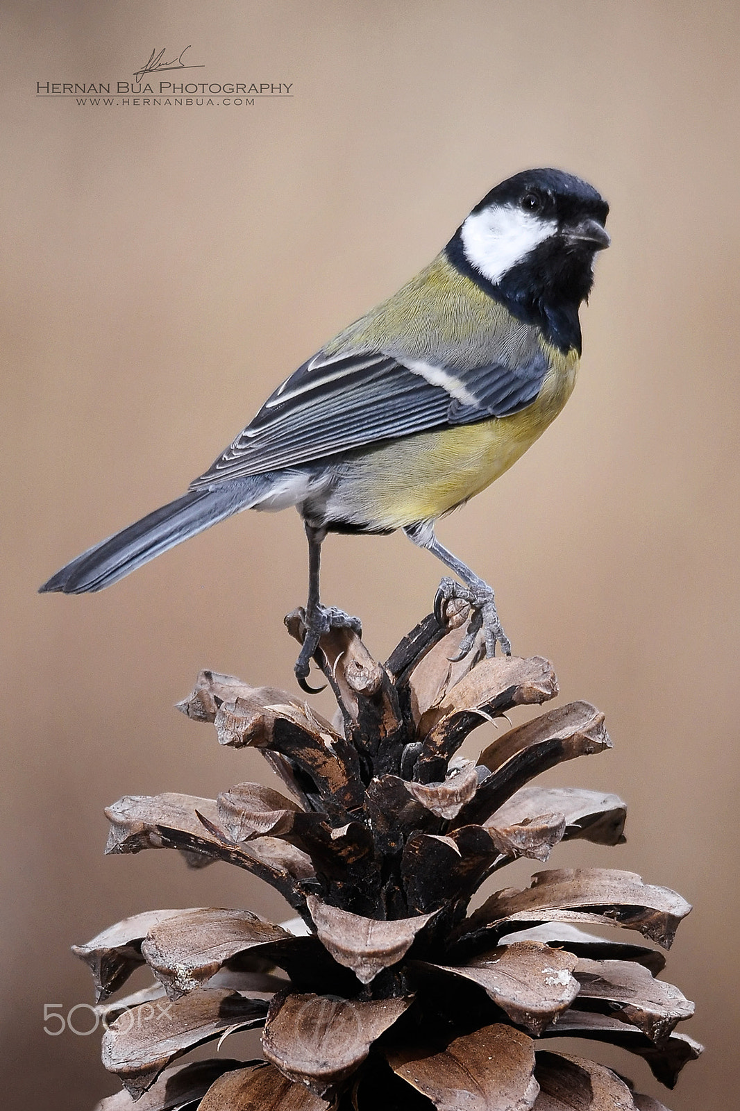 Sigma 150-500mm F5-6.3 DG OS HSM sample photo. On the pinecone photography