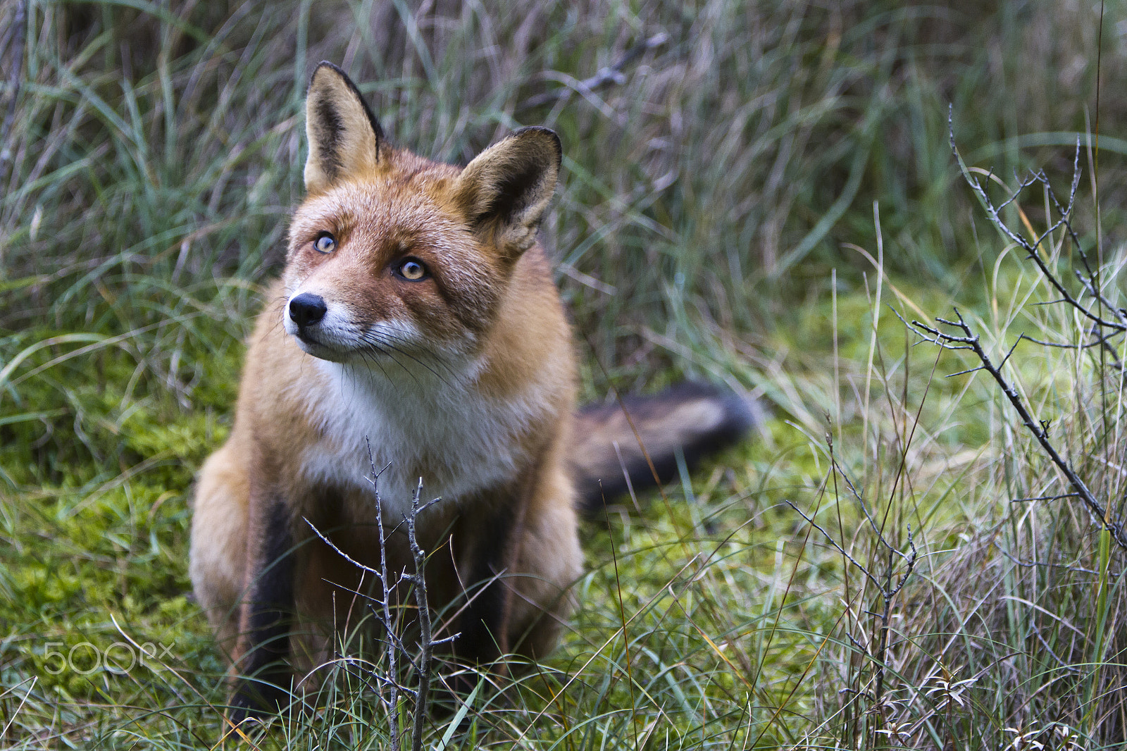 Canon EOS 7D + Canon EF 70-200mm F2.8L IS USM sample photo. Sitting fox photography