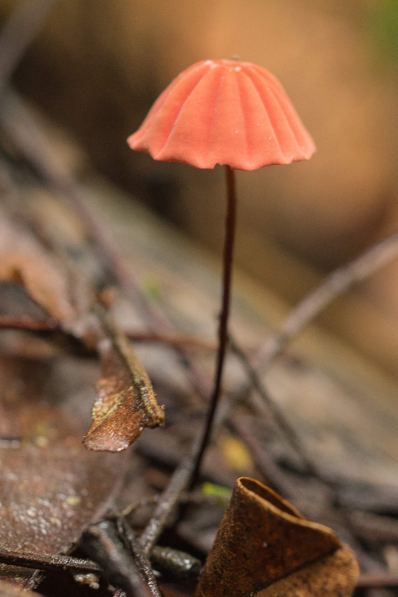 Sony a99 II + Sony 50mm F2.8 Macro sample photo. Tiny pink mushroom photography