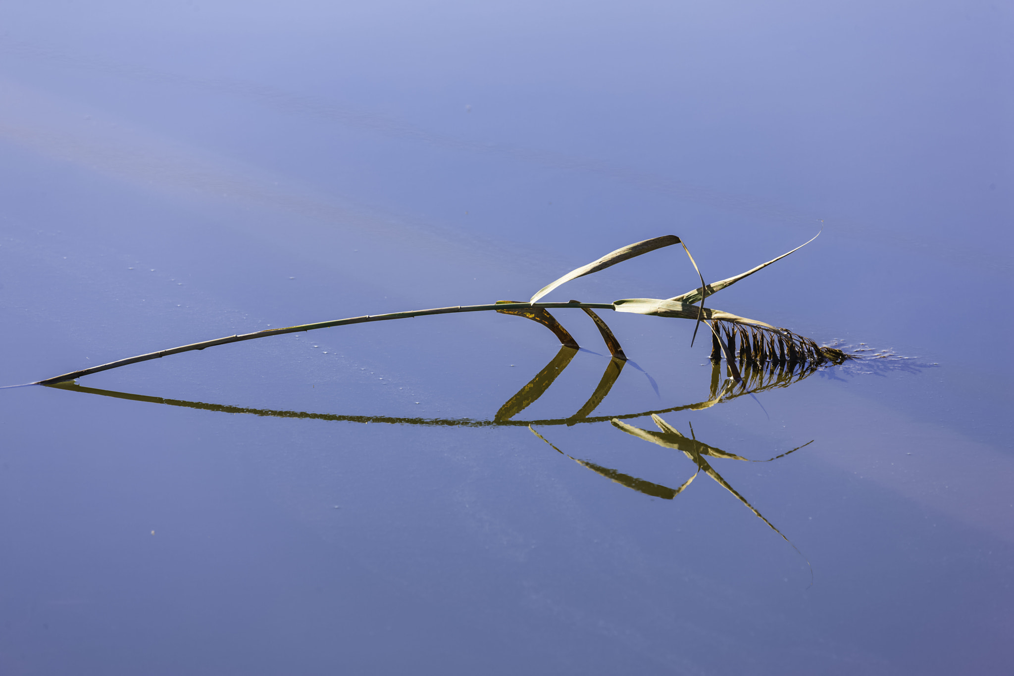 Canon EOS-1Ds Mark III sample photo. Branch or fish ? photography