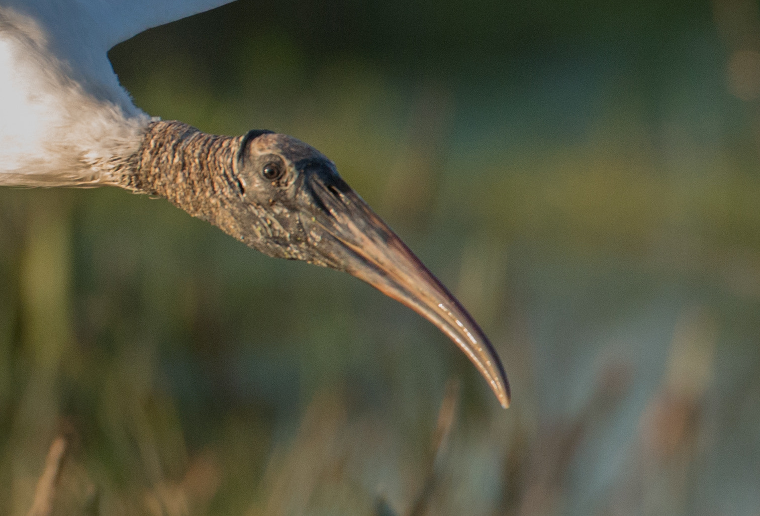 Nikon AF-S Nikkor 200-400mm F4G ED-IF VR sample photo. Woodstork portrait photography