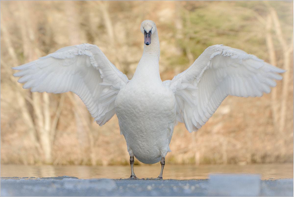 Pentax K-3 sample photo. Schwan photography