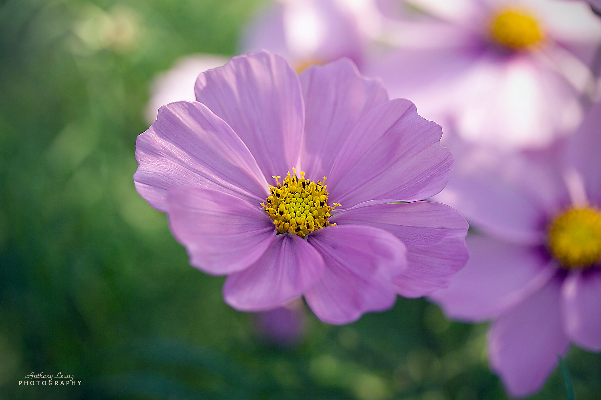 Kodak DCS Pro SLR/c sample photo. Cosmos bipinnatus photography