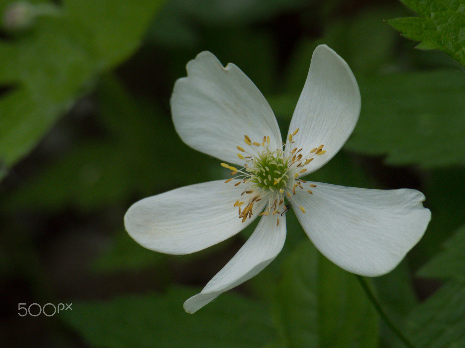 Olympus PEN E-PL5 sample photo. Canadian anemone photography