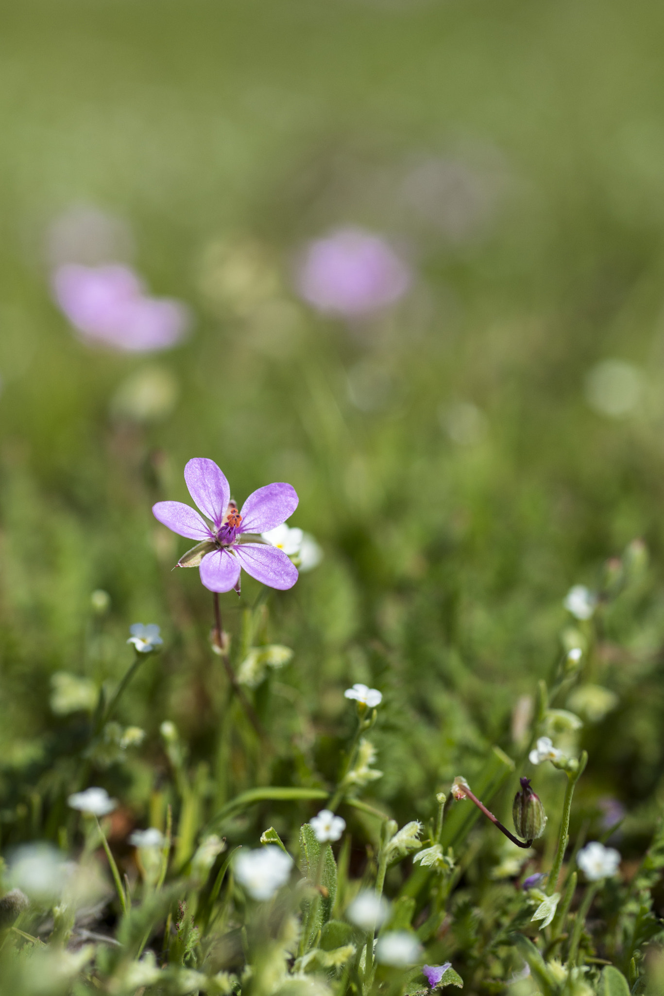 Nikon D800 + AF Micro-Nikkor 60mm f/2.8 sample photo. Santiago flower (05) photography