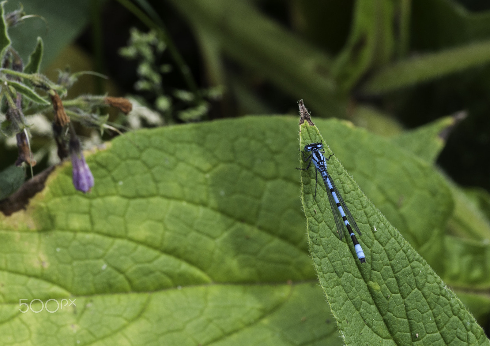 Nikon D5000 + Sigma 70-300mm F4-5.6 DG OS sample photo. Male damselfly photography