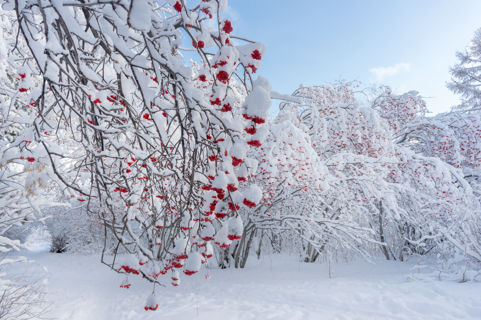 Sony a99 II + Sony 20mm F2.8 sample photo. A winter tale photography