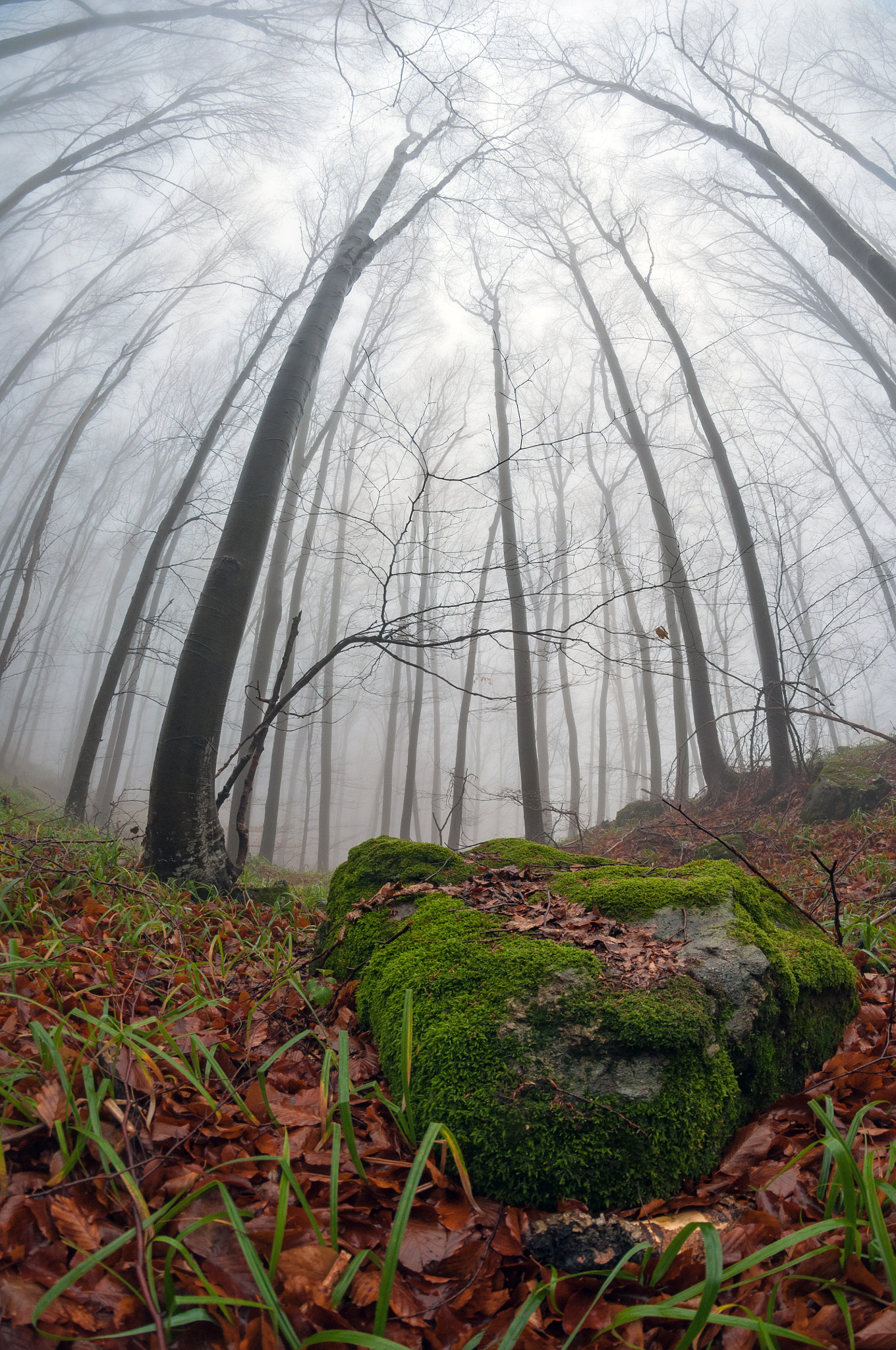 Nikon D90 + Samyang 8mm F3.5 Aspherical IF MC Fisheye sample photo. *** photography