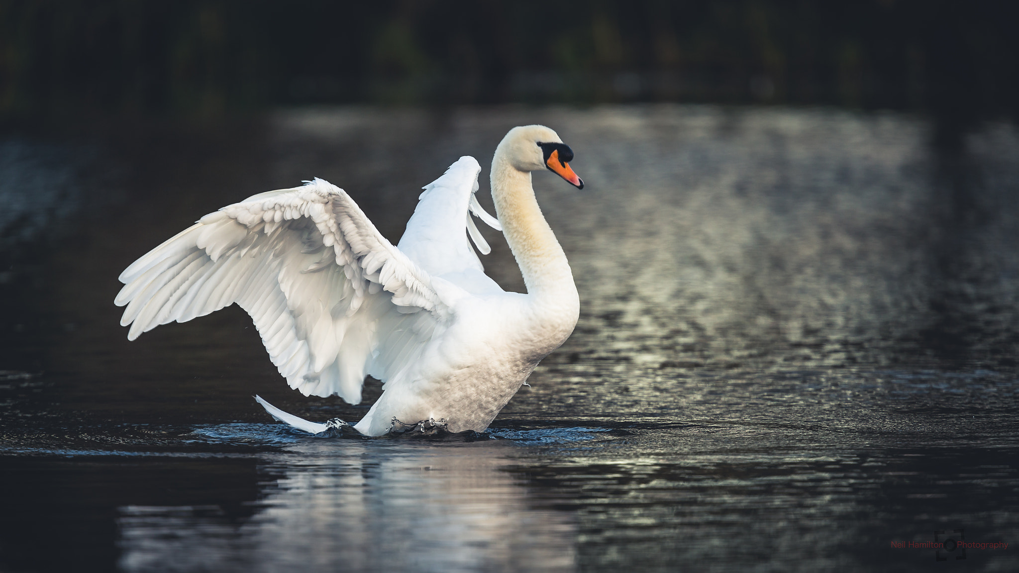 Canon EF 400mm F2.8L IS USM sample photo. No.334 - winged photography