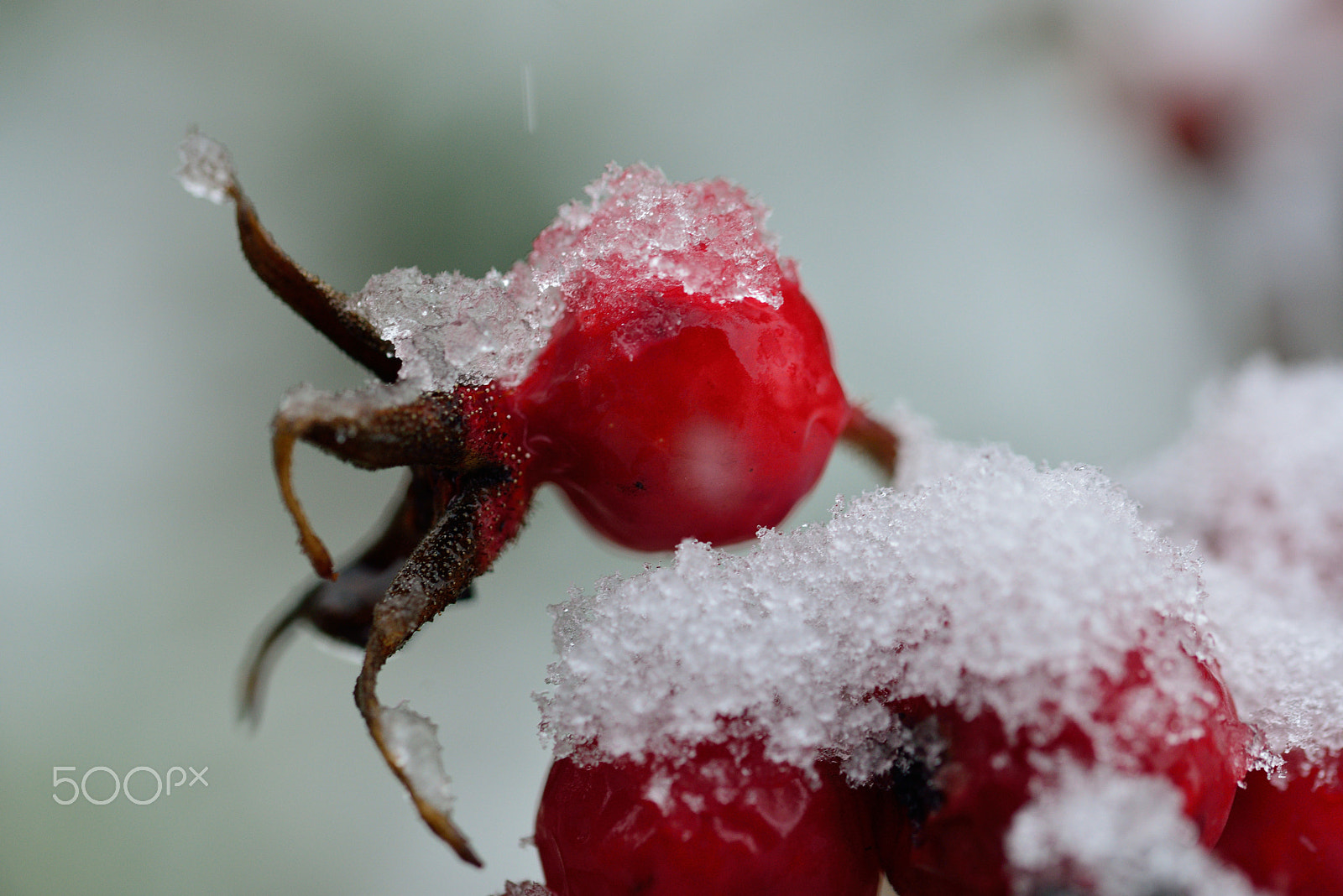 Sigma 105mm F2.8 EX DG OS HSM sample photo. Red meets white photography