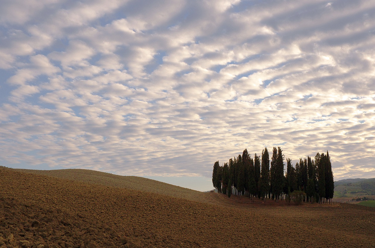 Pentax K-30 + smc PENTAX-FA 28-105mm F3.2-4.5 AL[IF] sample photo. Cypress. under the clouds photography