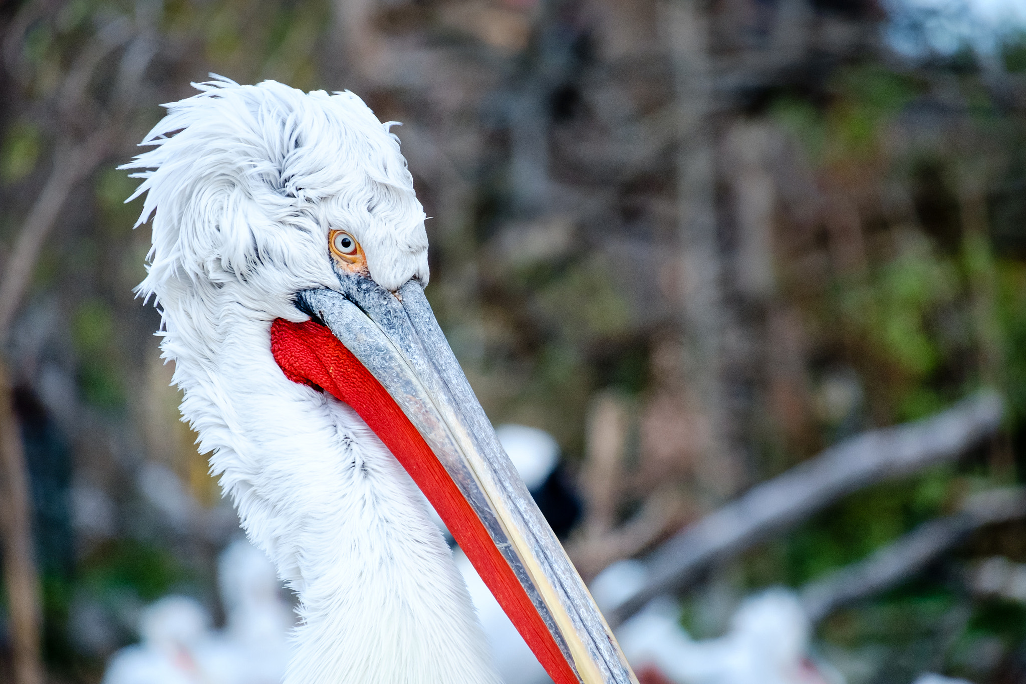 Fujifilm X-Pro1 + Fujifilm XC 50-230mm F4.5-6.7 OIS sample photo. Pelican photography