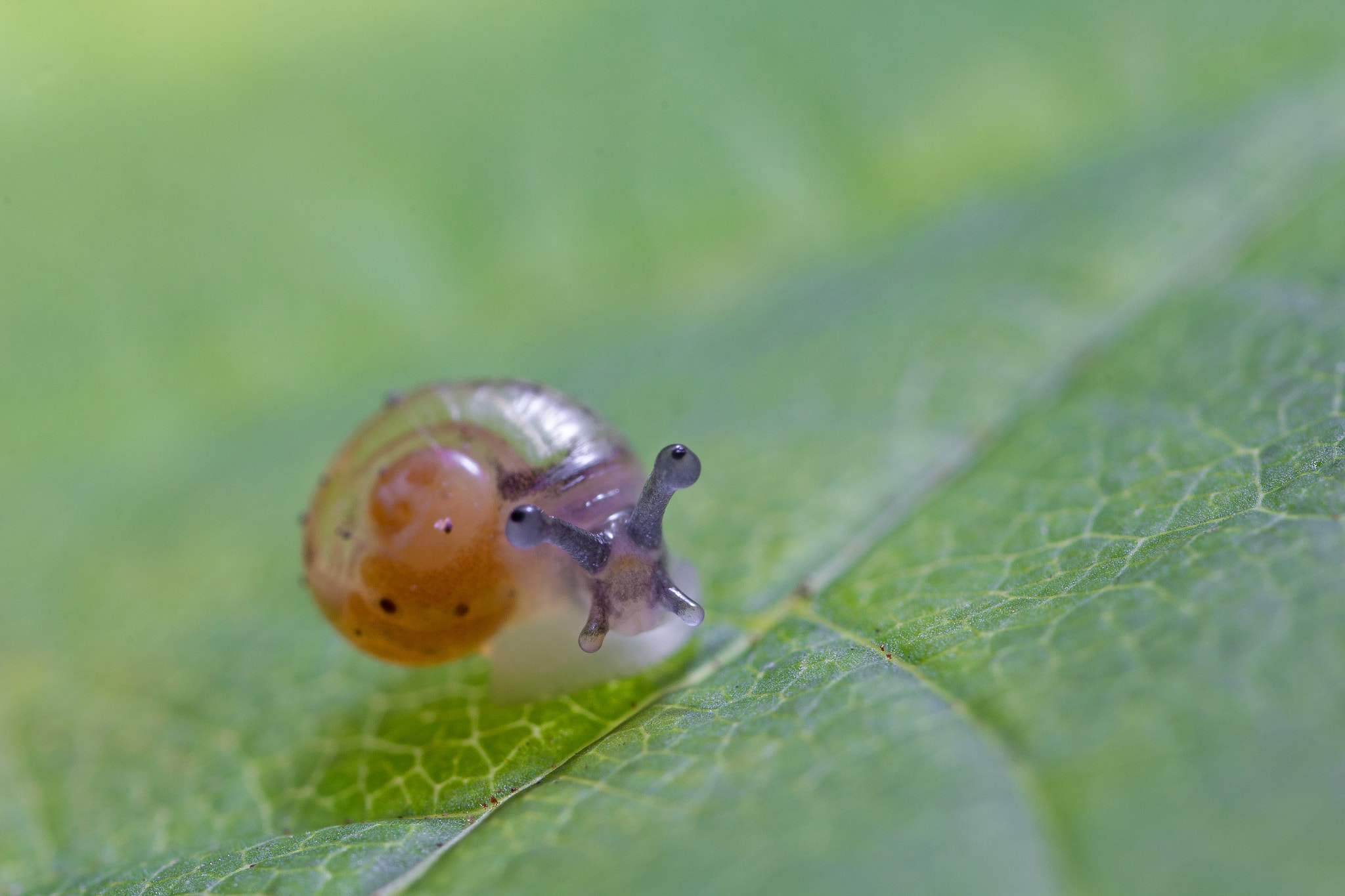 Canon MP-E 65mm F2.5 1-5x Macro Photo sample photo. Helloooo smooth glass snail aegopinella nitidula (i think!) photography