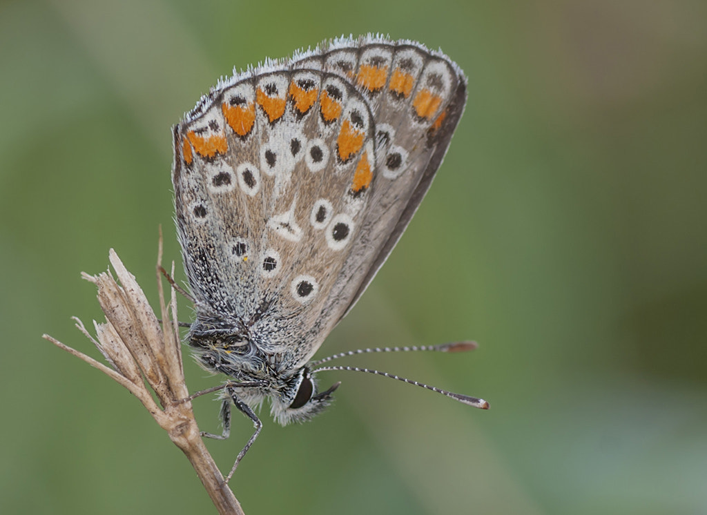 Sony Alpha DSLR-A700 + Tamron SP AF 90mm F2.8 Di Macro sample photo. Mariposilla photography