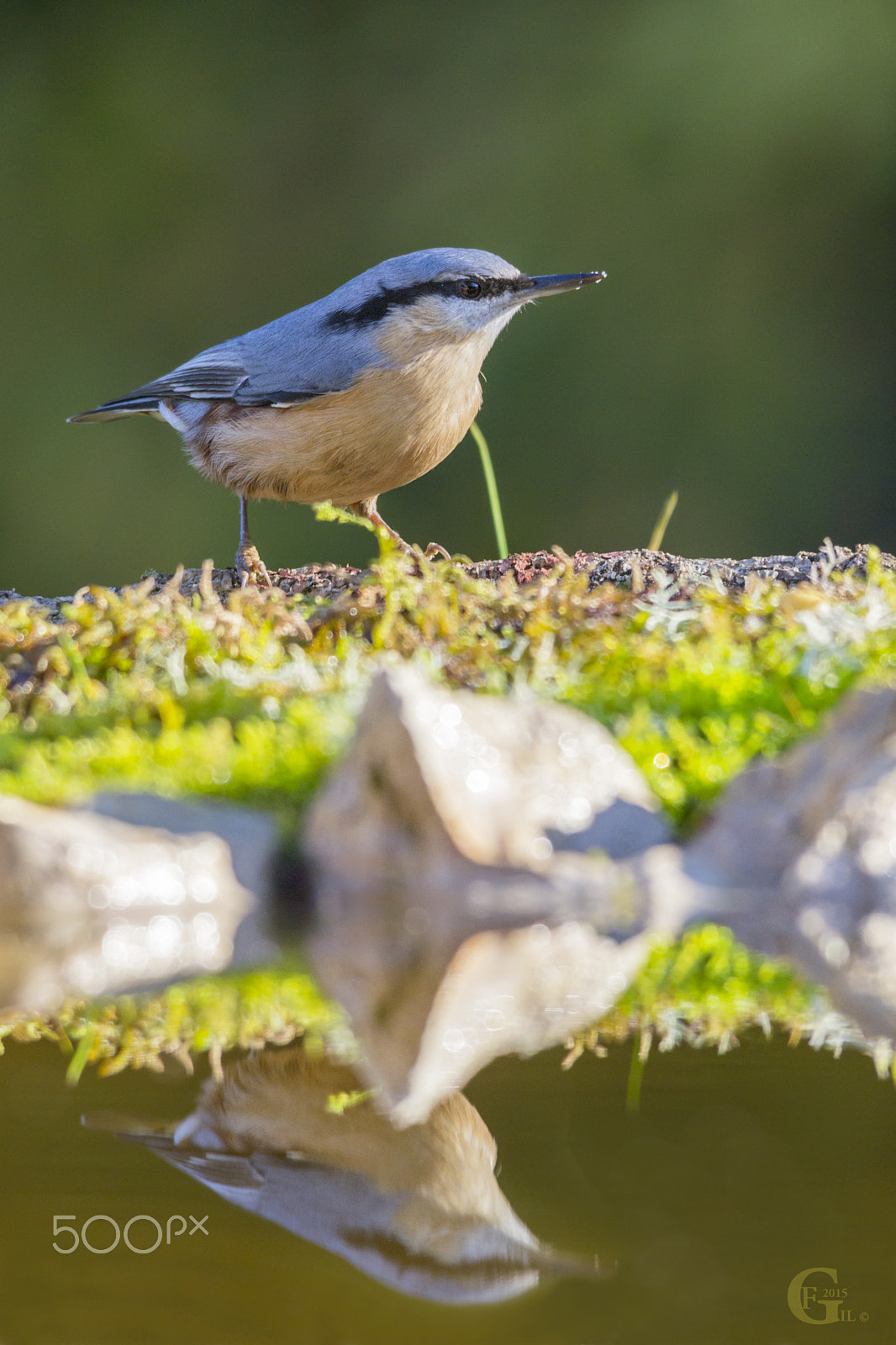 Sigma 150-500mm F5-6.3 DG OS HSM sample photo. Wood nuthatch photography
