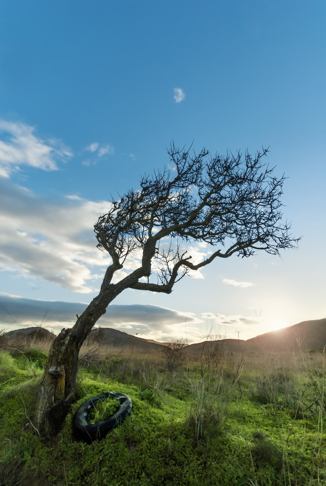 Sony Alpha DSLR-A300 + Sony DT 11-18mm F4.5-5.6 sample photo. Leaning tree photography