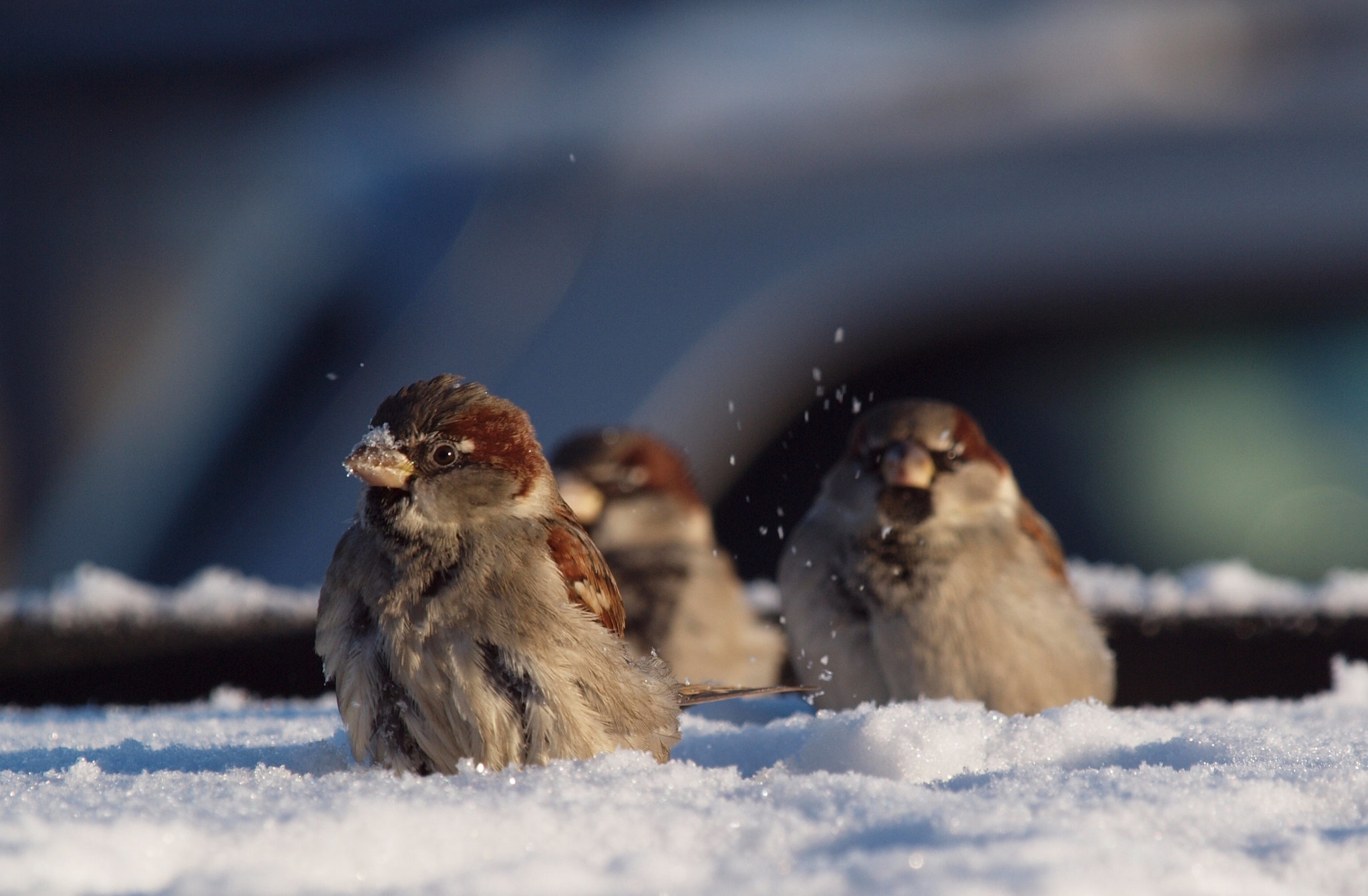 Olympus E-620 (EVOLT E-620) + Olympus Zuiko Digital ED 50-200mm F2.8-3.5 SWD sample photo. Sparrows in the snow photography