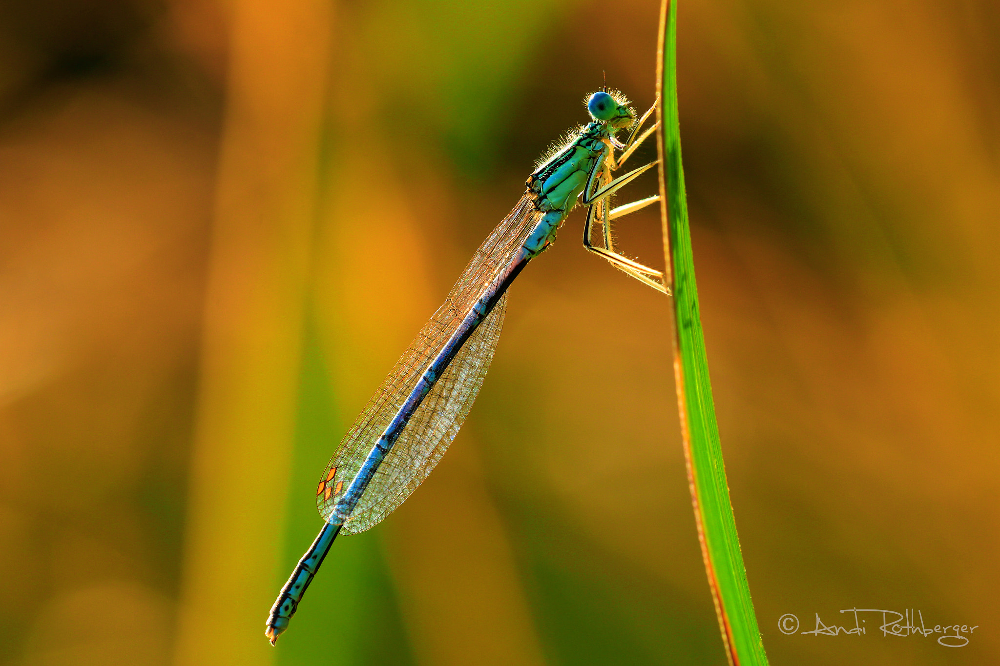 Canon EF 180mm F3.5L Macro USM sample photo. Libelle photography
