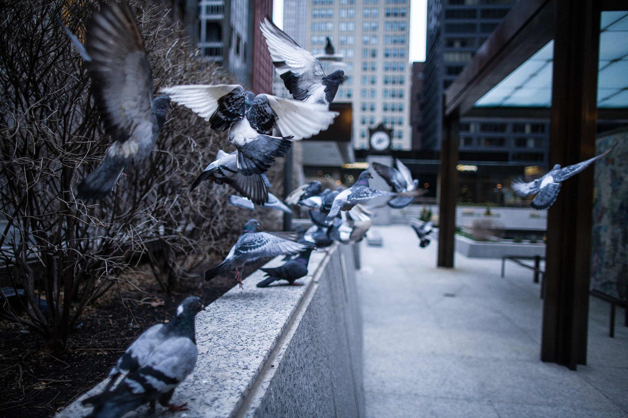 Canon EOS 5D + Canon EF 24mm F1.4L II USM sample photo. Birds photography