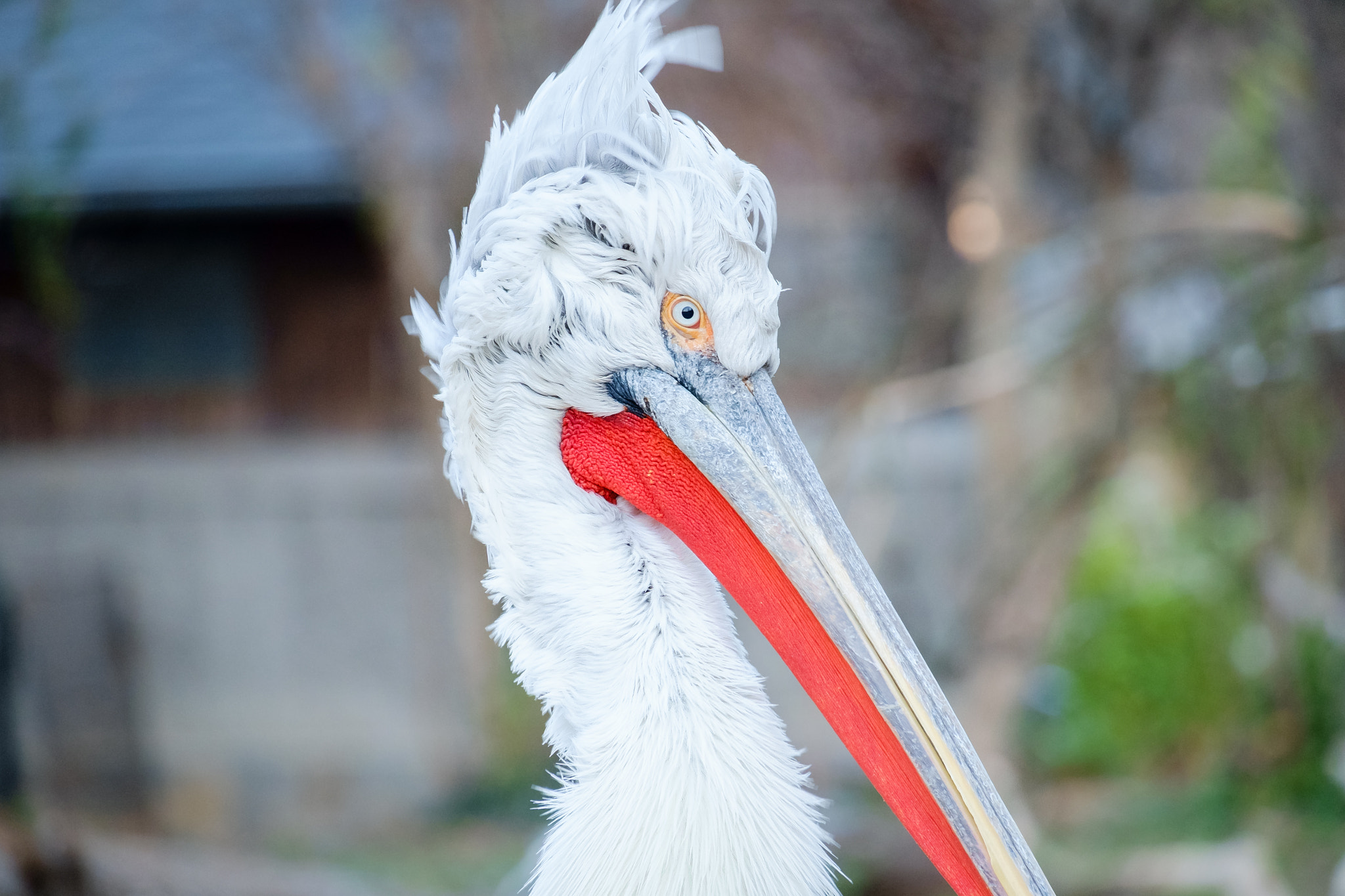 Fujifilm X-Pro1 + Fujifilm XC 50-230mm F4.5-6.7 OIS sample photo. Pelican - bad hair day photography